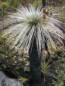 Dasypogonaceae httpsuploadwikimediaorgwikipediacommonsthu