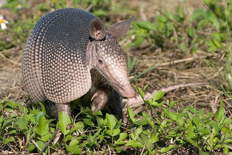 Dasypus Dasypus novemcinctus Ninebanded armadillo