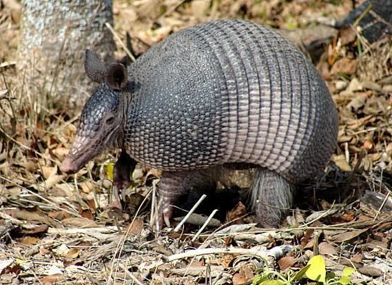 Dasypus Armadillo Dasypus novemcinctus Dasypus hybridus