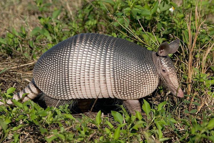 Dasypus Dasypus novemcinctus Ninebanded armadillo