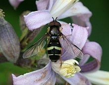 Dasysyrphus tricinctus httpsuploadwikimediaorgwikipediacommonsthu