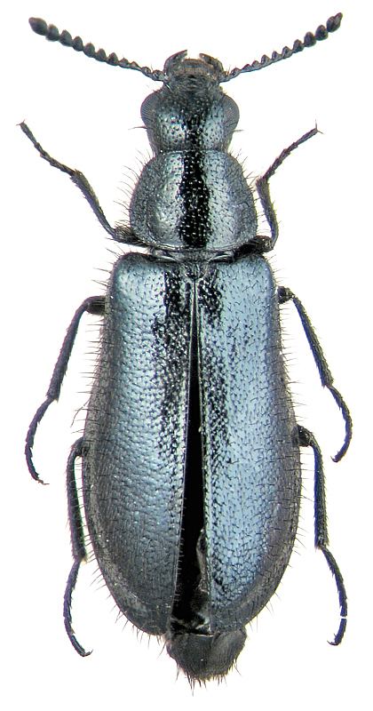 Dasytes Dasytes niger L 1761 Dasytidae