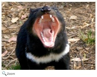 Dasyuromorphia Dasyuromorphia quolls dunnarts numbats Tasmanian devils