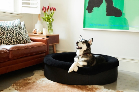Benefits of buying luxury dog beds in Australia Benefits of buying luxury dog beds in Australia