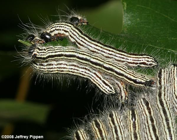 Datana Moth Caterpillar Photos