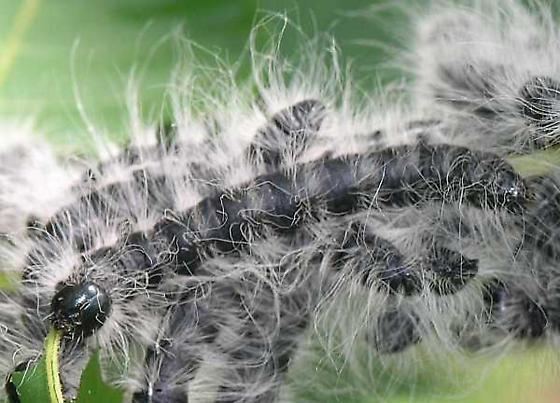 Datana integerrima Walnut Caterpillar Moth Datana integerrima BugGuideNet