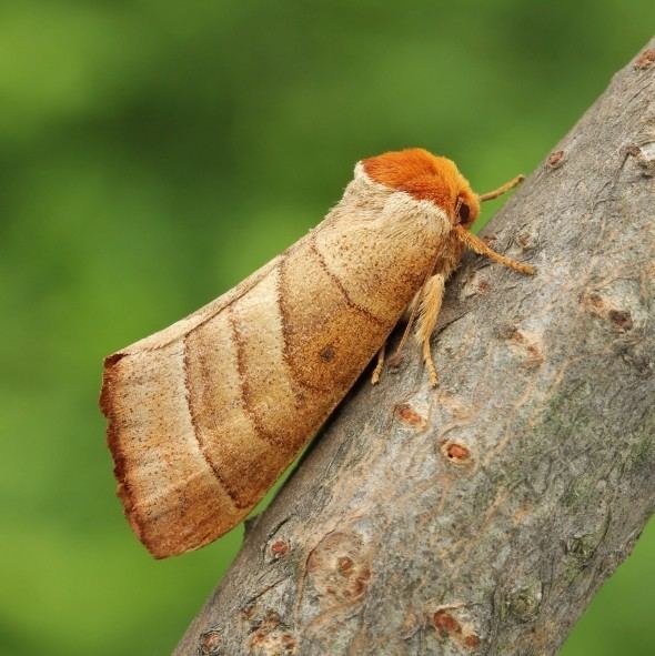 Datana integerrima 930038 Datana integerrima Walnut Caterpillar Moth Ontario Moths