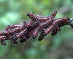 Datana integerrima Walnut Caterpillar