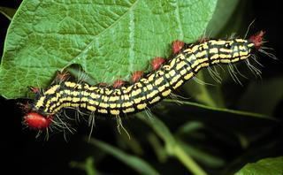 Datana major Datana major Azalea Caterpillar Discover Life