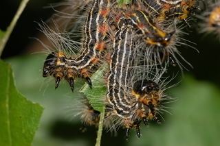 Datana ministra Datana ministra Yellownecked caterpillar Discover Life