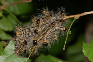 Datana ministra Datana ministra Yellownecked Caterpillar Discover Life mobile