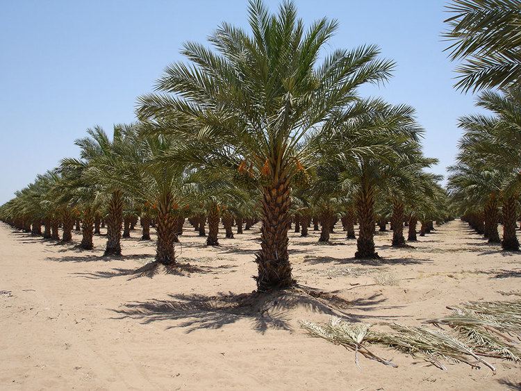 Date palm Palm Trees Canary Island Date Palm Medjool Date Palm Zahidi