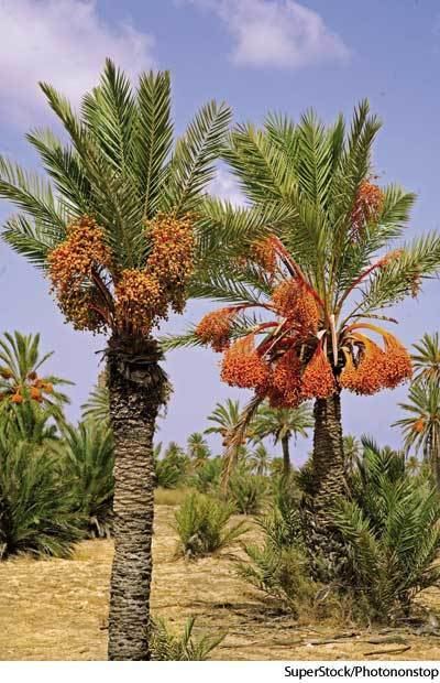Date palm Date palm dictionary definition date palm defined