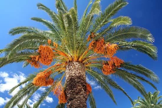 Date palm date palm plant Britannicacom