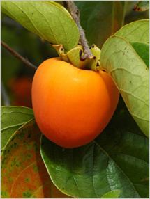 Date-plum Date Plum Nutrition Selection Storage Fruits amp Veggies More