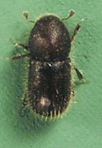 Date stone beetle httpsuploadwikimediaorgwikipediacommonsaa