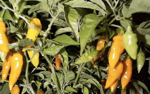 Datil pepper Growing Your Datil Pepper Plants Harvest Eating