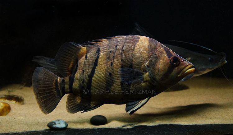 Datnioides microlepis Datnioides microlepis Indonesian Tiger Perch Seriously Fish