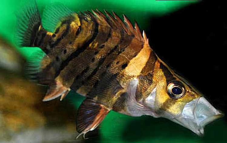 Datnioides microlepis False Siamese Tiger Fish Datnioides Microlepis Tropical Fish Keeping