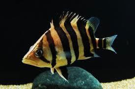Datnioides microlepis Datnioides microlepis Indonesian Tiger Fish Tropical Fish
