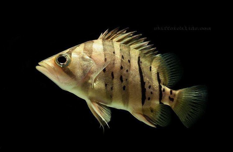 Datnioides microlepis Datnioides microlepis Indonesian Tiger Perch Seriously Fish