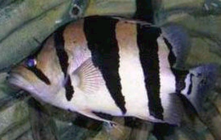 Datnioides polota Silver Tiger Fish Datnioides Polota Tropical Fish Keeping