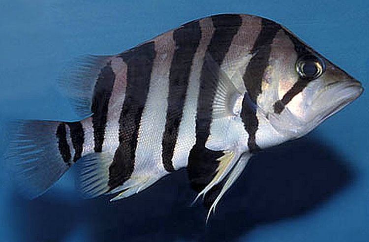 Datnioides polota Silver Tiger Fish Datnioides polota Tropical Fish Keeping