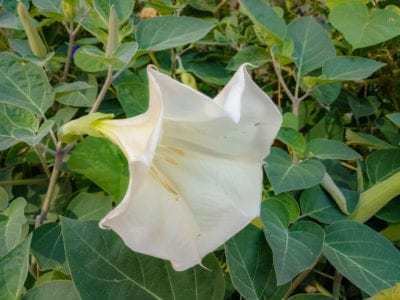 Datura Datura