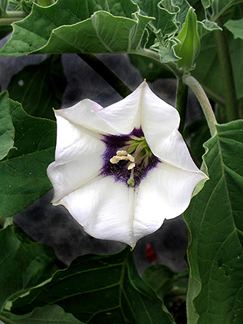 Datura discolor Datura discolor Buy Online at Annie39s Annuals