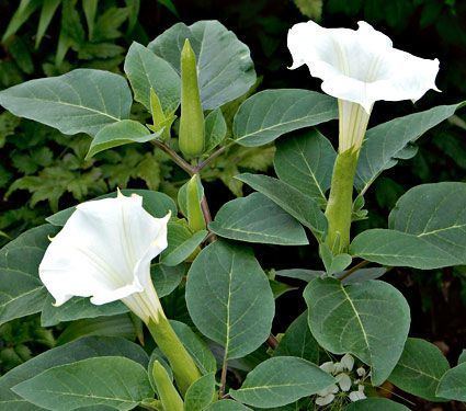 Datura Datura metel Belle Blanche White Flower Farm