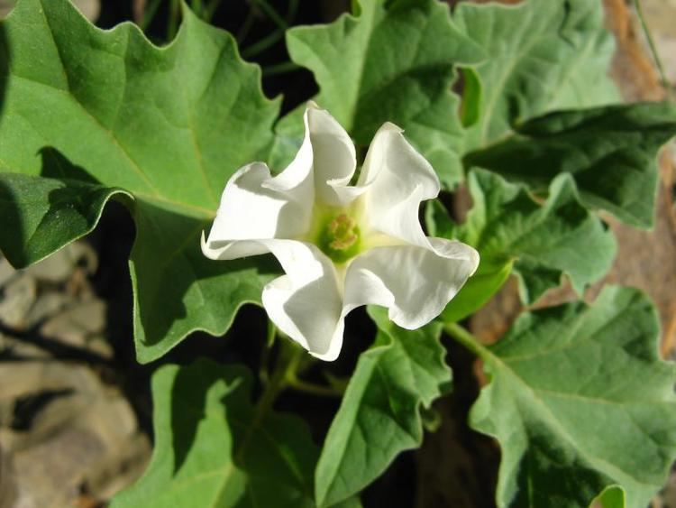 Datura ferox Kyffhuser flora Datura ferox