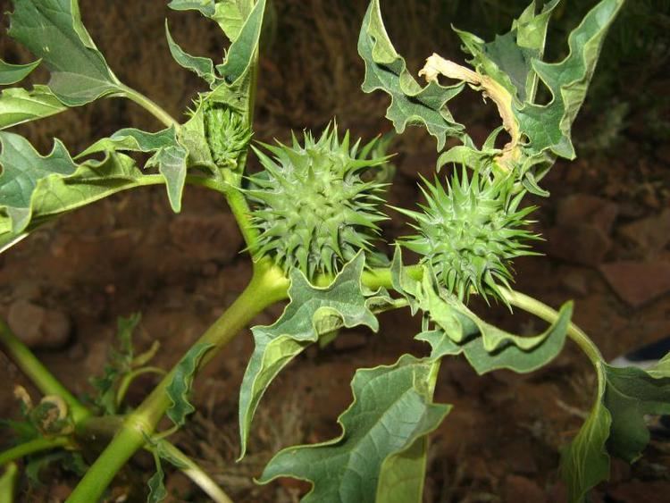 Datura ferox Kyffhuser flora Datura ferox