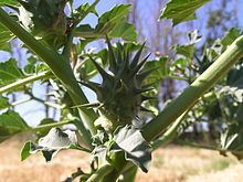 Datura ferox httpsuploadwikimediaorgwikipediacommonsthu