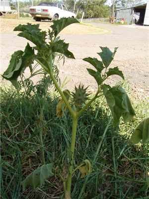 Datura ferox Factsheet Datura ferox