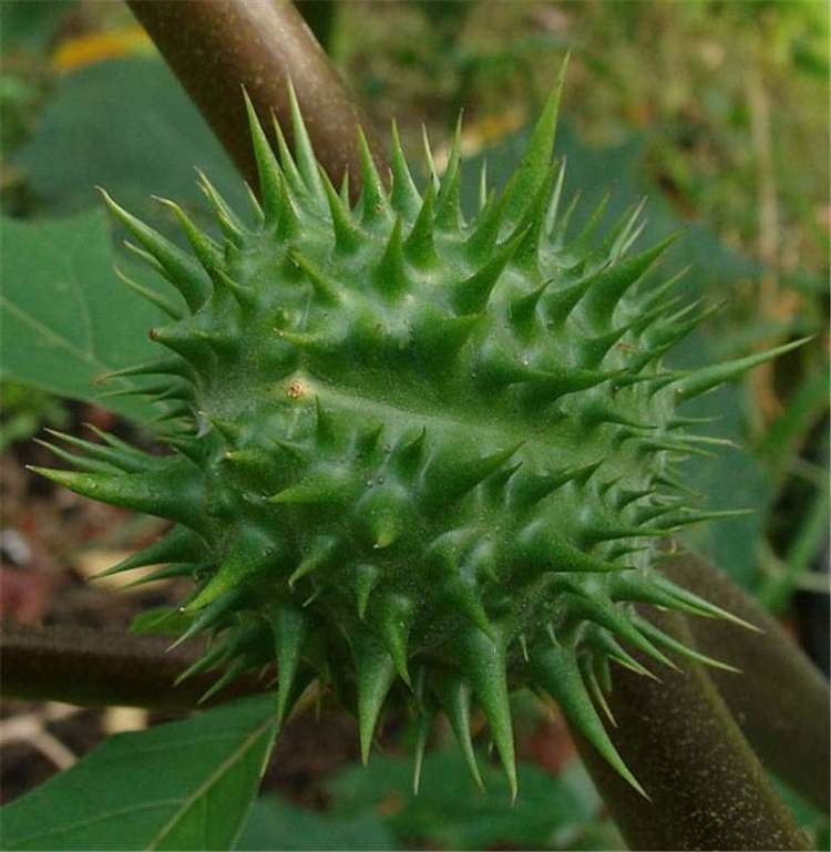 Datura ferox Factsheet Datura ferox Fierce Thorn Apple