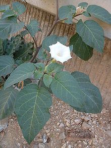 Datura innoxia httpsuploadwikimediaorgwikipediacommonsthu