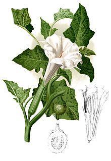 Datura metel httpsuploadwikimediaorgwikipediacommonsthu