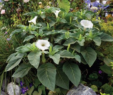 Datura metel Datura metel 39Belle Blanche39 Buy Online at Annie39s Annuals