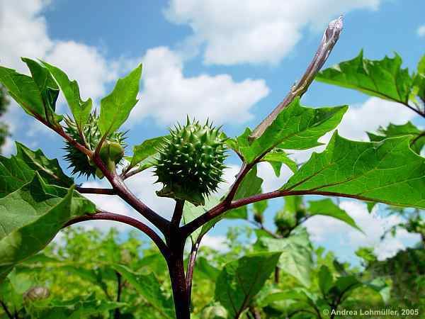 Datura quercifolia Datura quercifolia Oak leaved angel39s trumpet Chinese thornapple