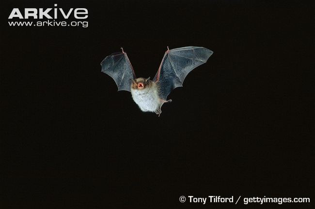 Daubenton's bat Daubenton39s bat photo Myotis daubentonii A8907 ARKive