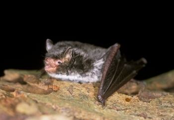 Daubenton's bat British Wildlife Facts Daubenton Bat Let39s Go Britain