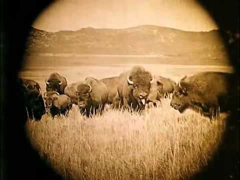 Daughter of Dawn DAUGHTER of DAWN 1 Buffalo Sighting YouTube