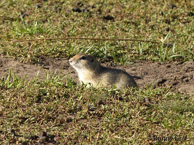Daurian ground squirrel wwwbiolibczIMGGAL280018jpg