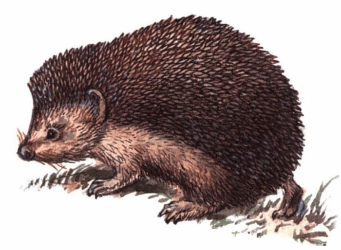 Daurian hedgehog Daurian Hedgehog Redorbit