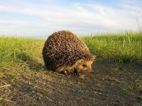 Daurian hedgehog Russian culture Daurian hedgehog Russian culture