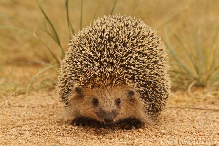 Daurian hedgehog Hedgehogs ThingLink