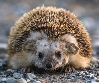 Daurian hedgehog Hedgehog Bottom Rescue Species