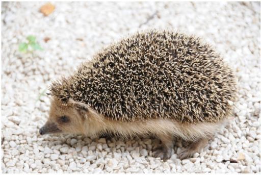 Daurian hedgehog A Living hedgehogPhotograph of the Daurian Hedgehog M Openi