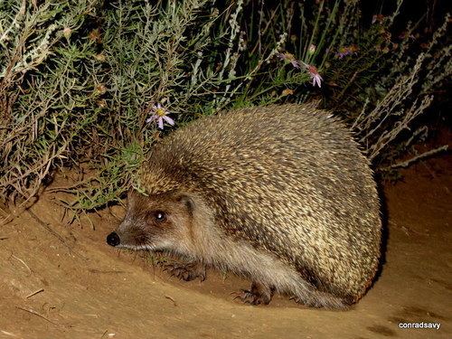 Daurian hedgehog Daurian Hedgehog Mesechinus dauuricus iNaturalistorg