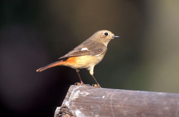 Daurian redstart Birding In Taiwan Daurian Redstart